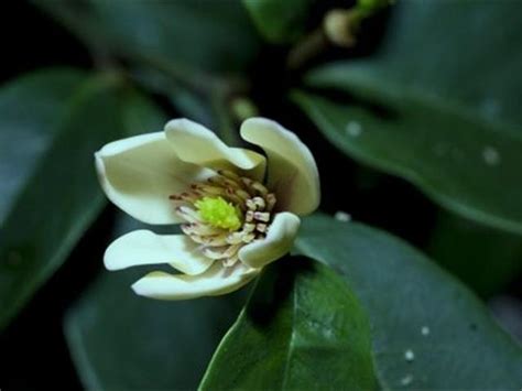 含笑花種植|輕鬆栽培含笑花5步驟